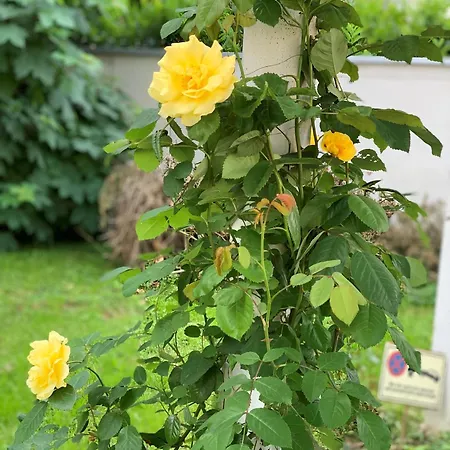 Skyview - Self Check In - Near Centre Грац